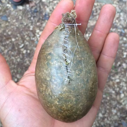 Sustainability through biodynamic eyes