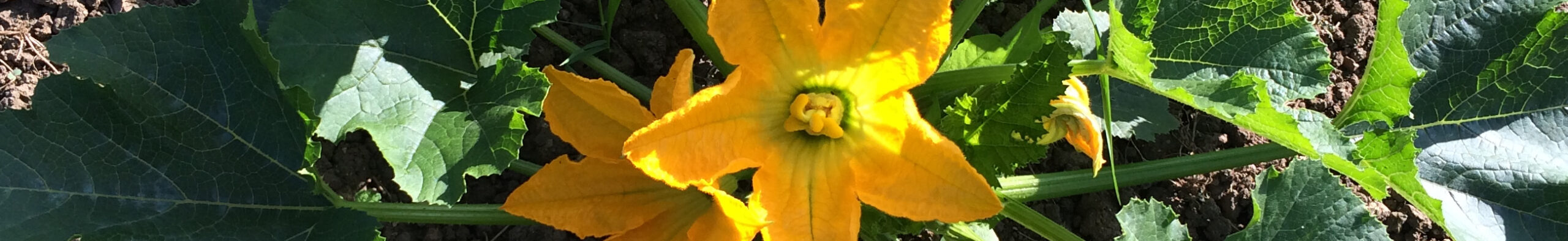 about-flower