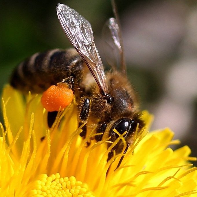 Biodynamics in the UK