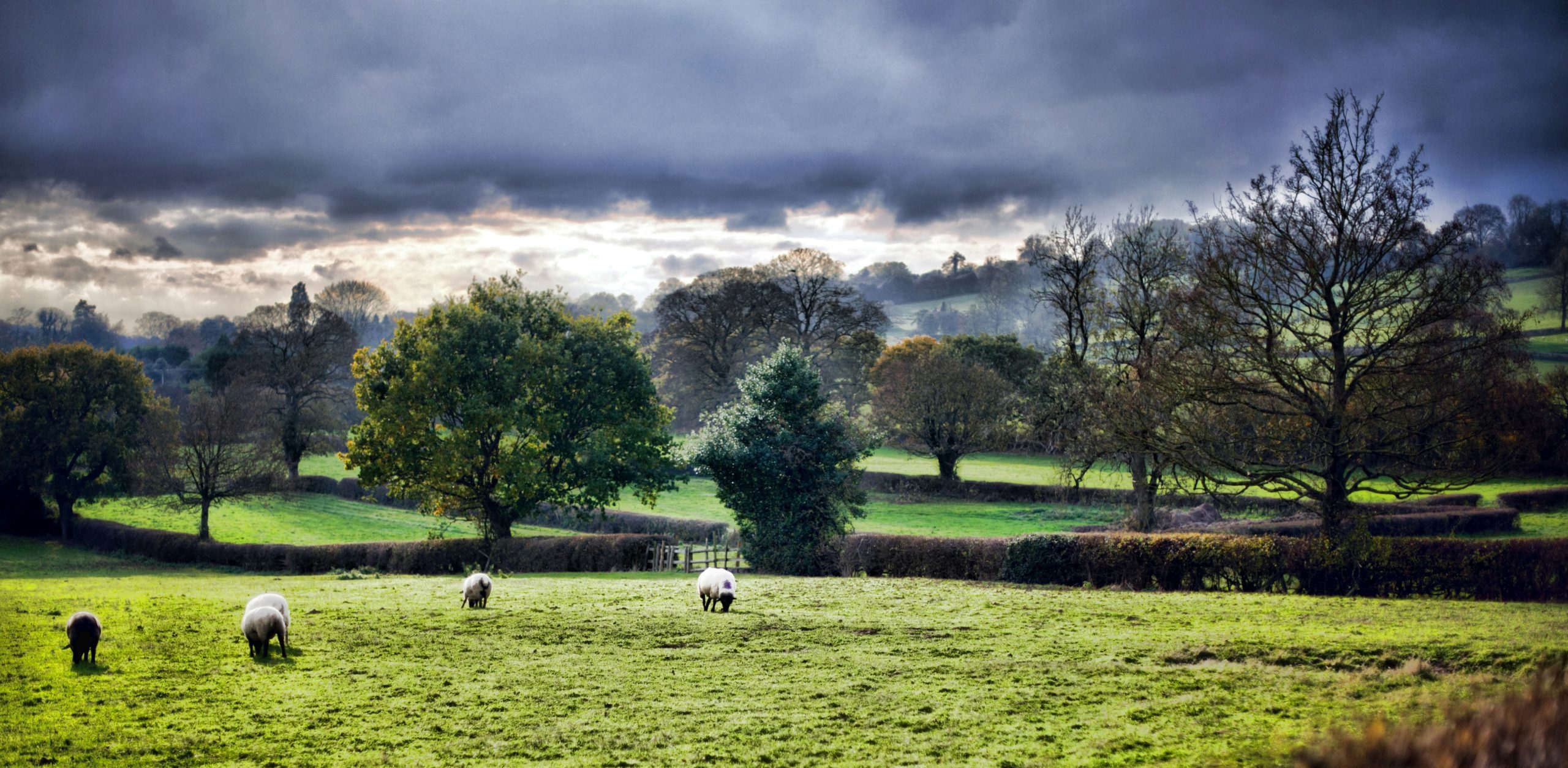 Other biodynamic organisations