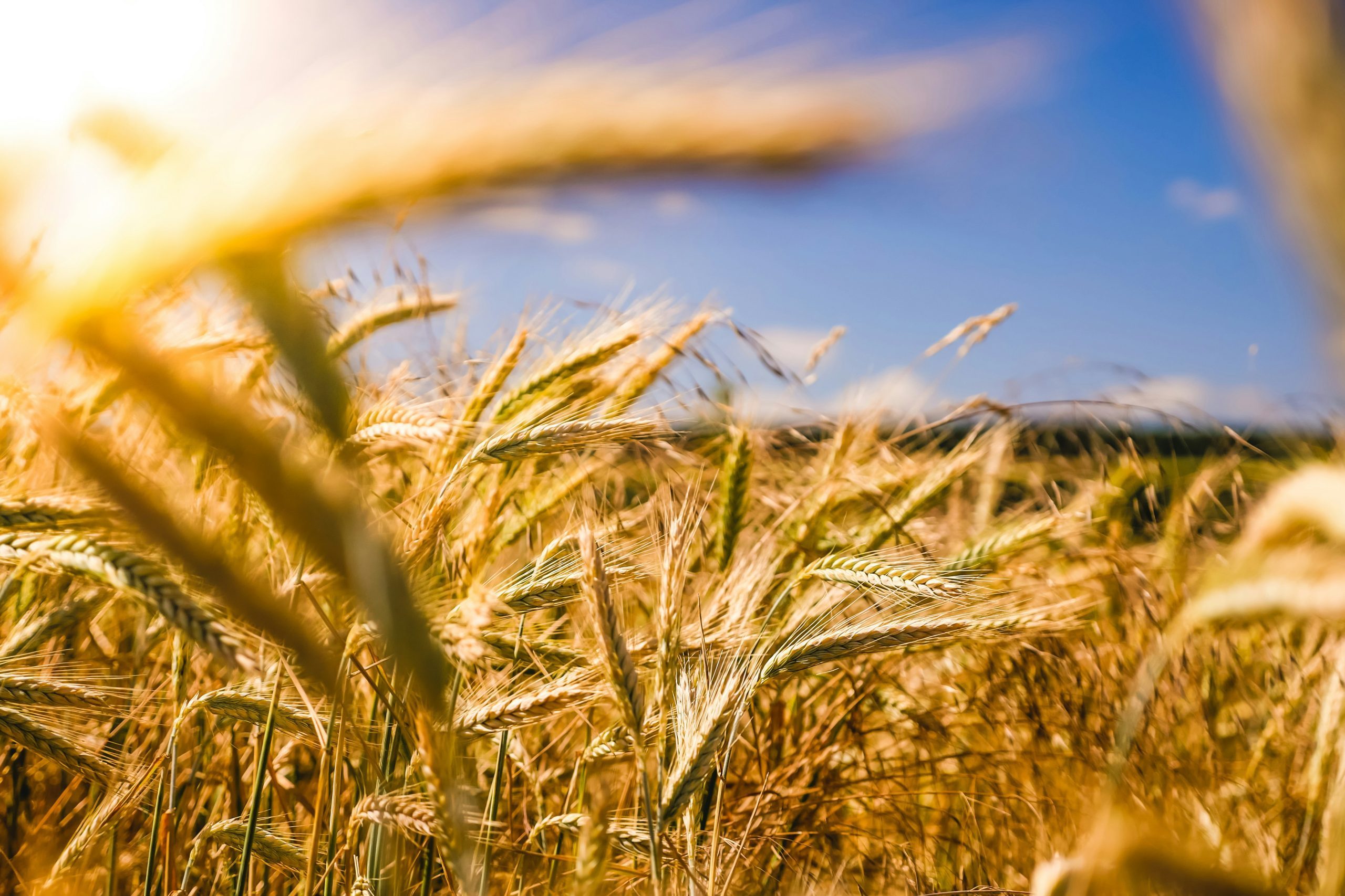 Learn all about biodynamics